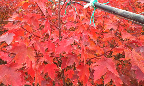美國(guó)紅點(diǎn)紅楓苗的黃葉的緣由