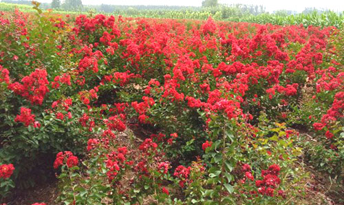 美國紅火箭紫薇的栽培管理要點(diǎn)