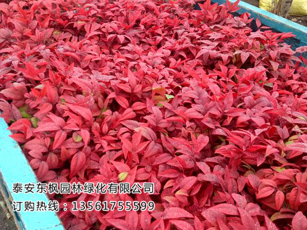 苗木種植土壤改良有哪些方法？