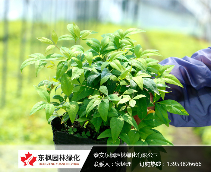 火焰南天竹栽種、澆水、施肥等及擺放環(huán)境