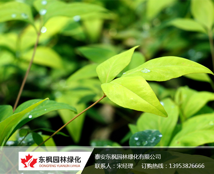 火焰南天竹栽種、澆水、施肥等及擺放環(huán)境