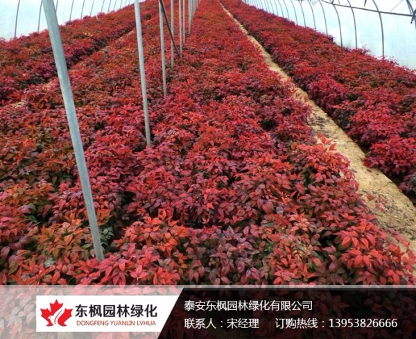 火焰南天竹栽種、澆水、施肥等及擺放環(huán)境