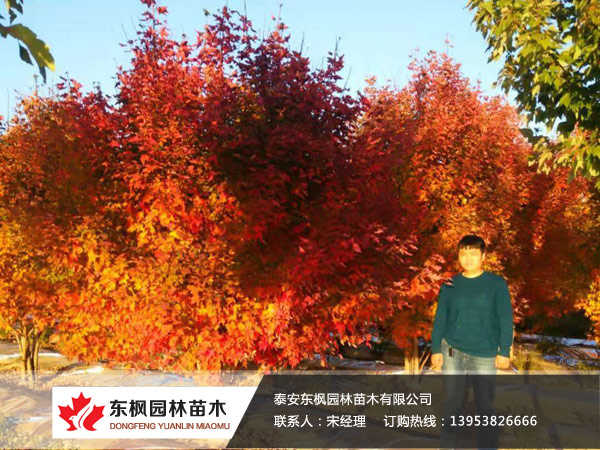 叢生紅點(diǎn)紅楓