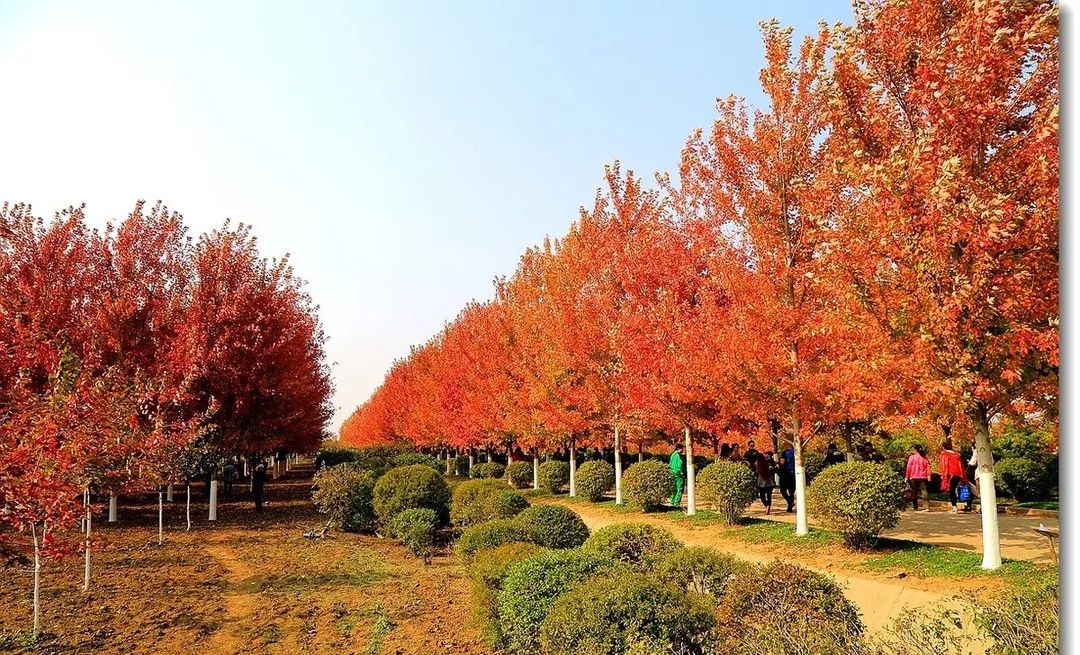 它，秋之嬌子——美國紅點(diǎn)紅楓