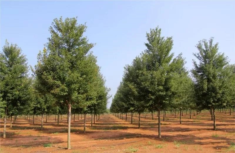 它，秋之嬌子——美國紅點(diǎn)紅楓