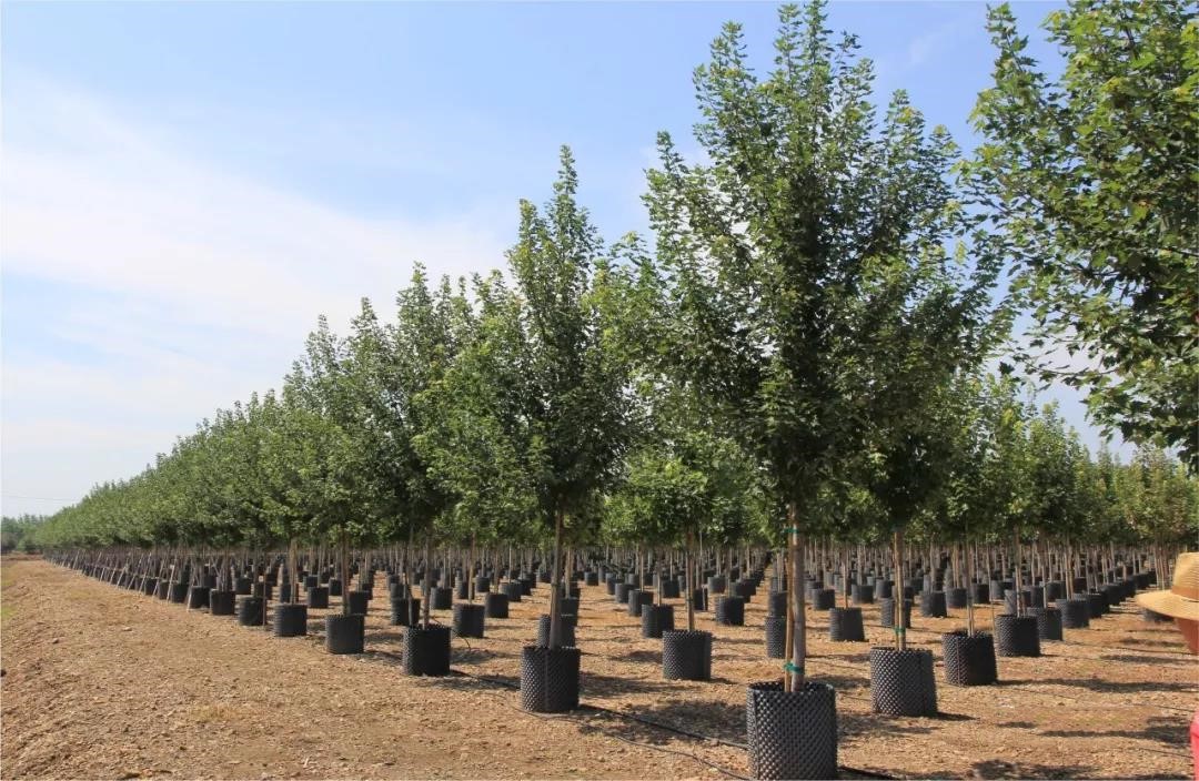 它，秋之嬌子——美國紅點(diǎn)紅楓