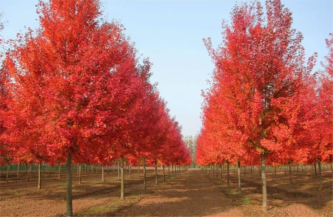 它，秋之嬌子——美國紅點(diǎn)紅楓