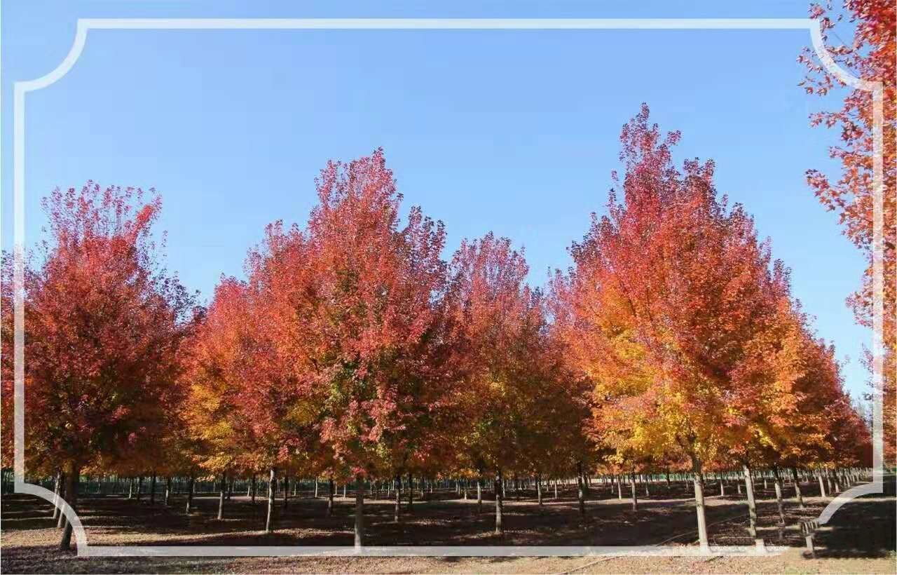 它，秋之嬌子——美國紅點(diǎn)紅楓