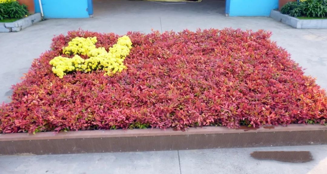 凌霜傲雪，夏透碧翠；近凝眸，紅光瀲艷，精神抖擻------火焰南天竹