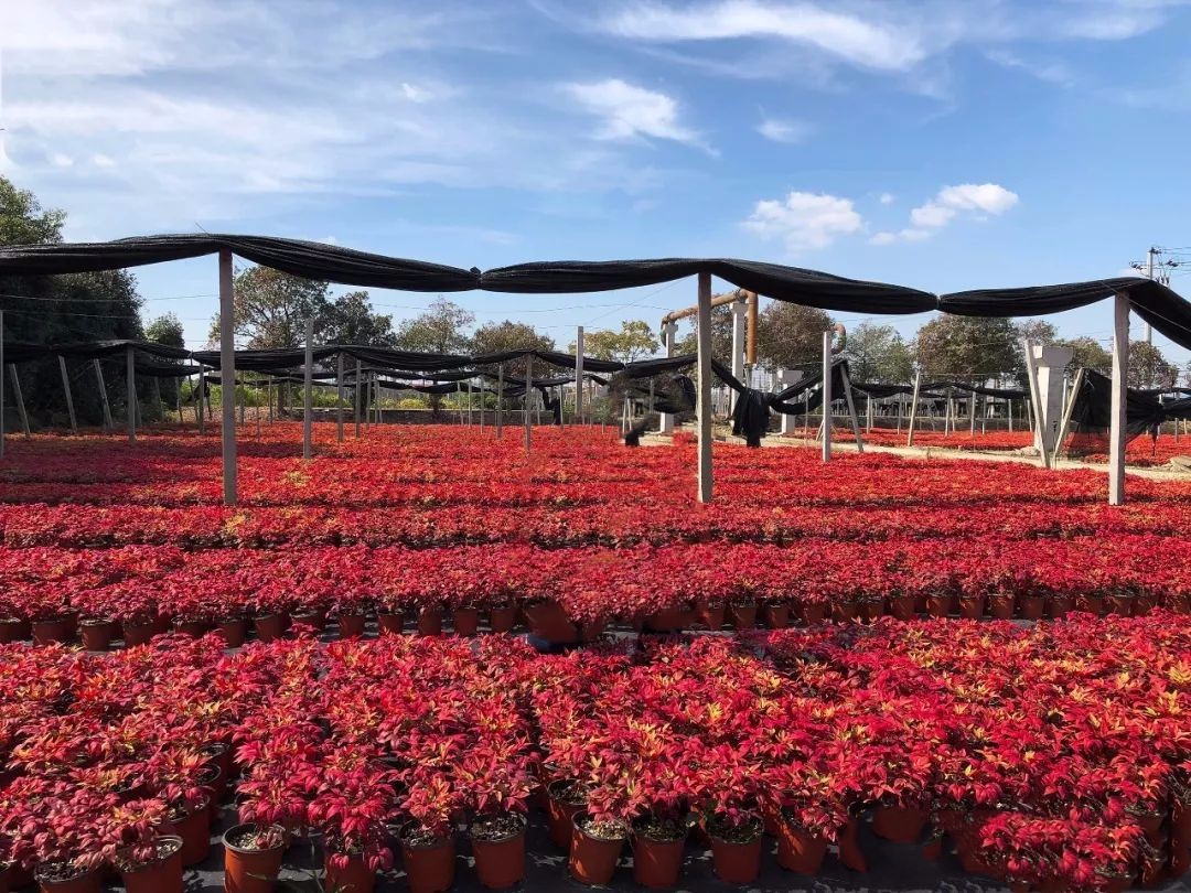 凌霜傲雪，夏透碧翠；近凝眸，紅光瀲艷，精神抖擻------火焰南天竹