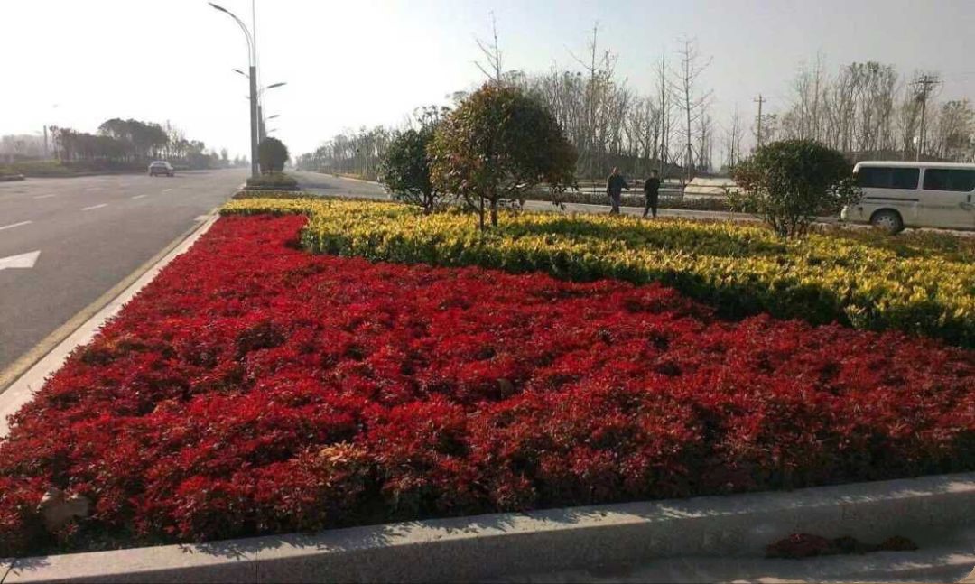 凌霜傲雪，夏透碧翠；近凝眸，紅光瀲艷，精神抖擻------火焰南天竹