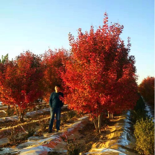 美國紅楓家族中的 “ 勞斯萊斯 ”______泰安東楓“叢生美國紅楓”