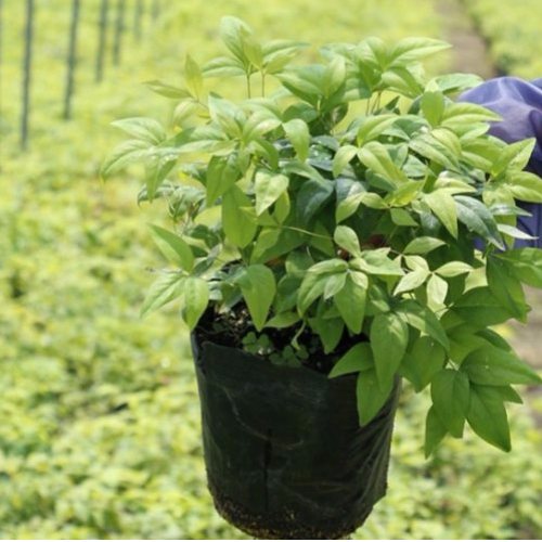 彩葉苗木已逐漸成為綠化市場中的后起之秀