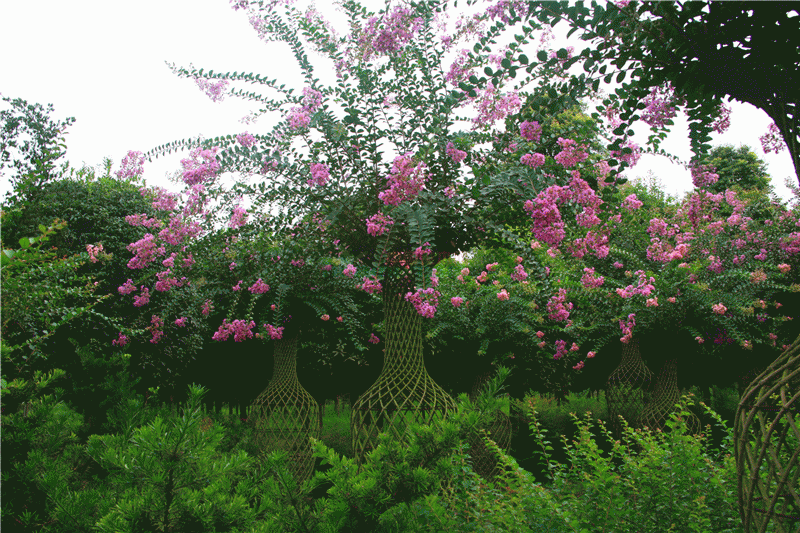 紫薇花瓶|火焰南天竹|叢生紅點紅楓|火焰衛(wèi)矛的生長習(xí)性-泰安東楓園林苗木有限公司