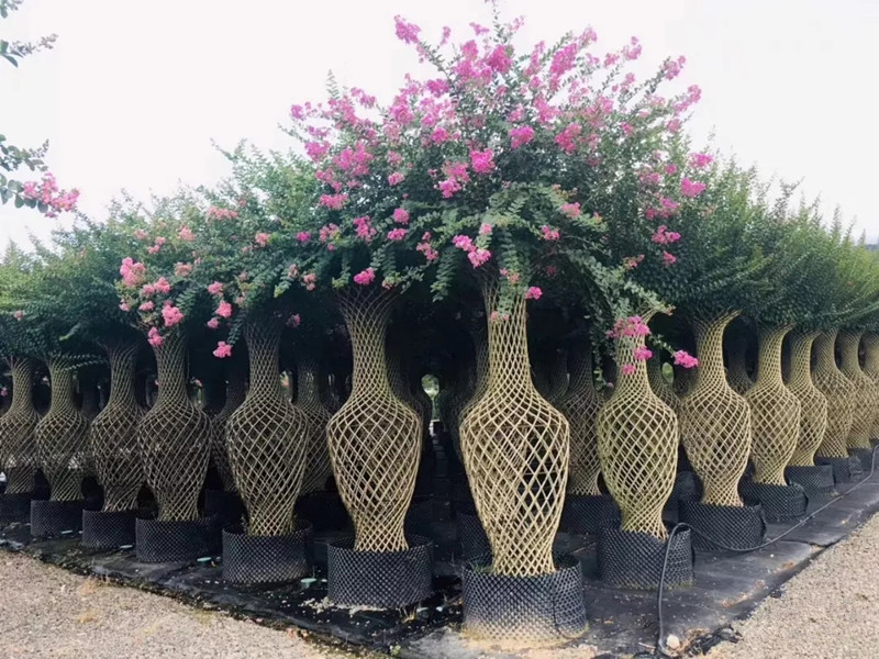 關(guān)于美國(guó)紫薇、紫薇花瓶、紫薇造型點(diǎn)擊了解更多詳情