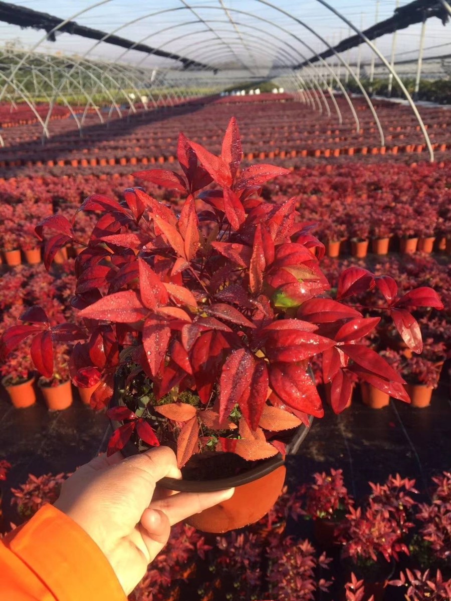 紫薇花瓶|火焰南天竹|叢生紅點紅楓——泰安東楓園林