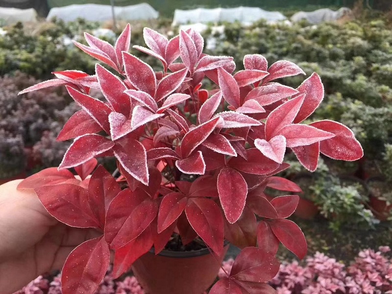 紅葉南天竹|火焰南天竹具備哪些觀特性？