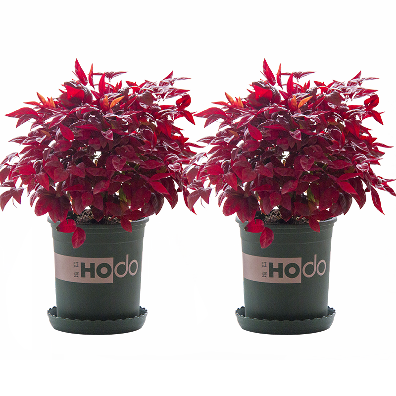 火焰南天竹——在冰冷的冬天，送你暖的色彩！