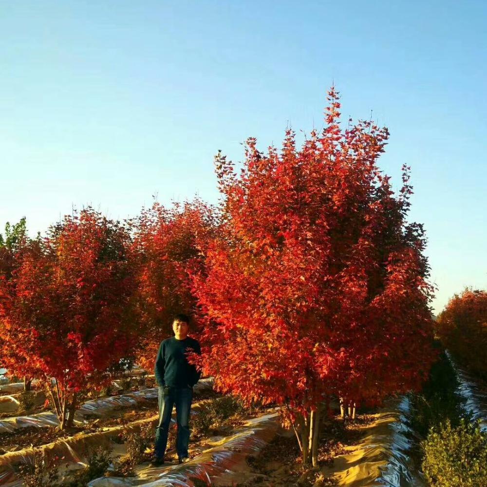 美國(guó)紅楓，在砥礪前行中預(yù)見(jiàn)未來(lái)